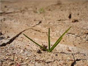 Dürre. Bild: Pixelio, Fotograf Jens