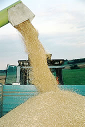 "Von ihm sind B&uuml;sch und Bl&auml;tter und Korn und Obst von ihm"