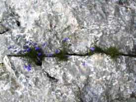 Blaage Blomen bl&ouml;ht