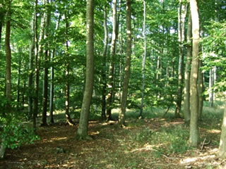 B&ouml;kenwoold. Foto: farblos / Pixelio