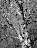 Gott sien Natuur - j&uuml;mmer een Tempel