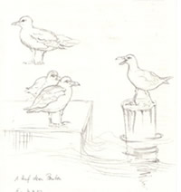 "Die M&ouml;wen sehen alle aus, als ob sie Emma hie&szlig;en..."