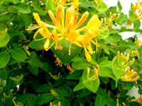 Jel&auml;ngerjelever