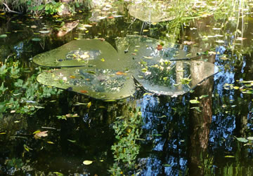 Sw&ouml;mmen Kleeblatt