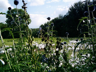 Klick op to'n Vergr&ouml;ttern!