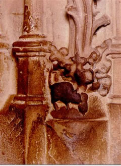 Dor is se! De Muus! An wat fritt se denn dor?