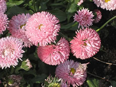 Dusendsch&ouml;nchen, rosa