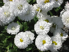 Dusendsch&ouml;nchen, witt