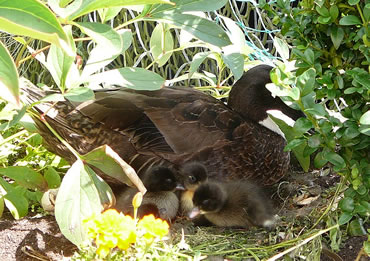 De L&uuml;tten in't Nest