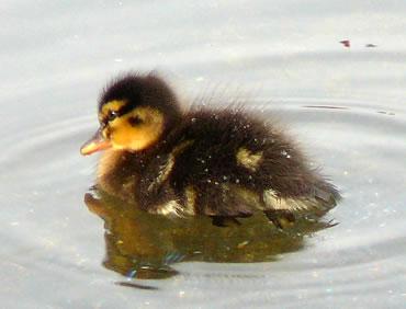 "Ik b&uuml;n nich dick! Dat is bloots dat Fedderkleed!"