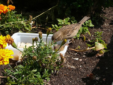 L&uuml;nken to Gast an deAant ehr  Freetsch&ouml;ttel