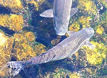 De &Auml;schen graast