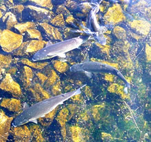 Kaamt wedder, leckere &Auml;schen!