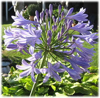 Agapanthus