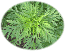 De gr&ouml;ne Gefohr