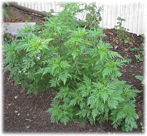 Klick op to'n Vergr&ouml;ttern!