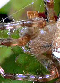 Arachnes Kauwarkt&uuml;&uuml;g