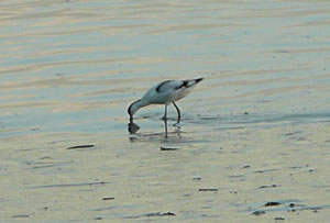 S&auml;velsn&auml;vler