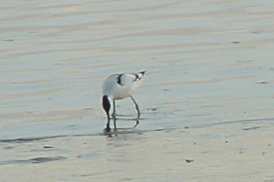 S&auml;velsn&auml;vler