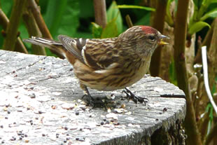 Se vertellt us wat vun'n L&uuml;nkendisch r&uuml;nner