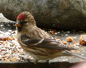 Sch&ouml;n un fotogen: Fru Barkenzeisig
