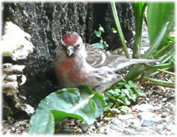 Herr Barkenzeisig h&ouml;llt sik lever tr&uuml;ch