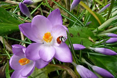 De Bes&ouml;&ouml;k is da!