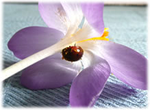 Krokus &uuml;msmeten, Panzer vull Bl&ouml;denstuff -- eengaal...