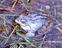 Moorpogg, blaag. Bild: Christian Fischer/Wikimedia Commons