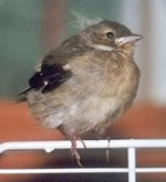 De Groten meent, ik weer noch'n L&uuml;ttdeert!  Ik much ok groot sien! Wannehr warrt d&uuml;sse elennige Flaum mal afgahn?