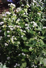 Bookweten in Bl&ouml;&ouml;d