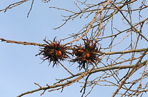 Fr&uuml;cht an'n Boom