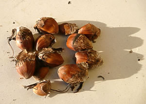 Se smeckt nich so good, as se utseht