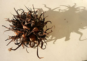 Lerrig Frucht-H&uuml;lsen