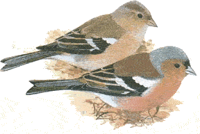 V&ouml;rn he, achtern se