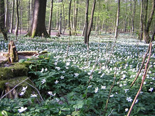 Buschwindr&ouml;schen. Opnahm: Stina Nissen