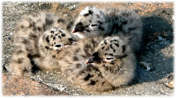 S&uuml;ht verd&auml;chtig ut!