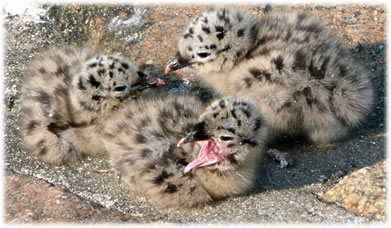 G&auml;hn! Mann, b&uuml;n ik m&ouml;&ouml;d!