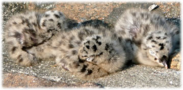 Wat sl&ouml;ppt denn da?