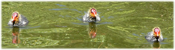 Aliens! Eend&uuml;dig Aliens!