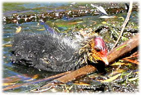 So en Schlamm-massel, hier an't &Ouml;ver to kamen!