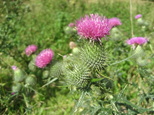Distel