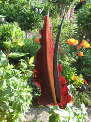 Drakentung. Klick op to'n Vergr&ouml;ttern!