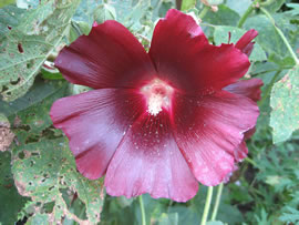 Foto: Anke Nissen. Klick op to'n Vergr&ouml;ttern!