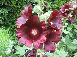 Foto: Anke Nissen. Klick op to'n Vergr&ouml;ttern!