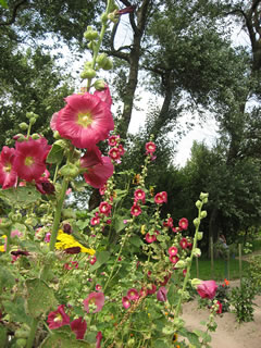 Foto: Anke Nissen. Klick op to'n Vergr&ouml;ttern!