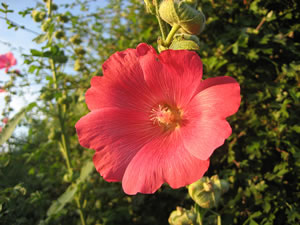 Foto: Anke Nissen. Klick op to'n Vergr&ouml;ttern!