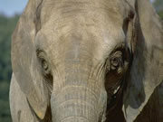 Wat geiht in den Bregen vun d&uuml;sse Elefantenkoh v&ouml;r? Un in ehr Hart?