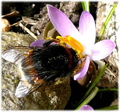 De k&ouml;nigliche Bes&ouml;&ouml;k