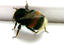 Oha! Brummsch&auml;del!